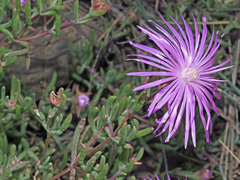 Lampranthus coralliflorus