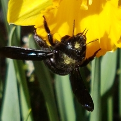 Xylocopa