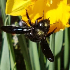Xylocopa