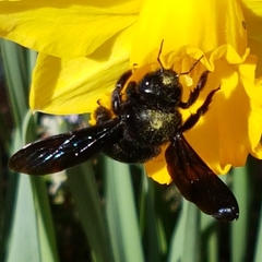Xylocopa