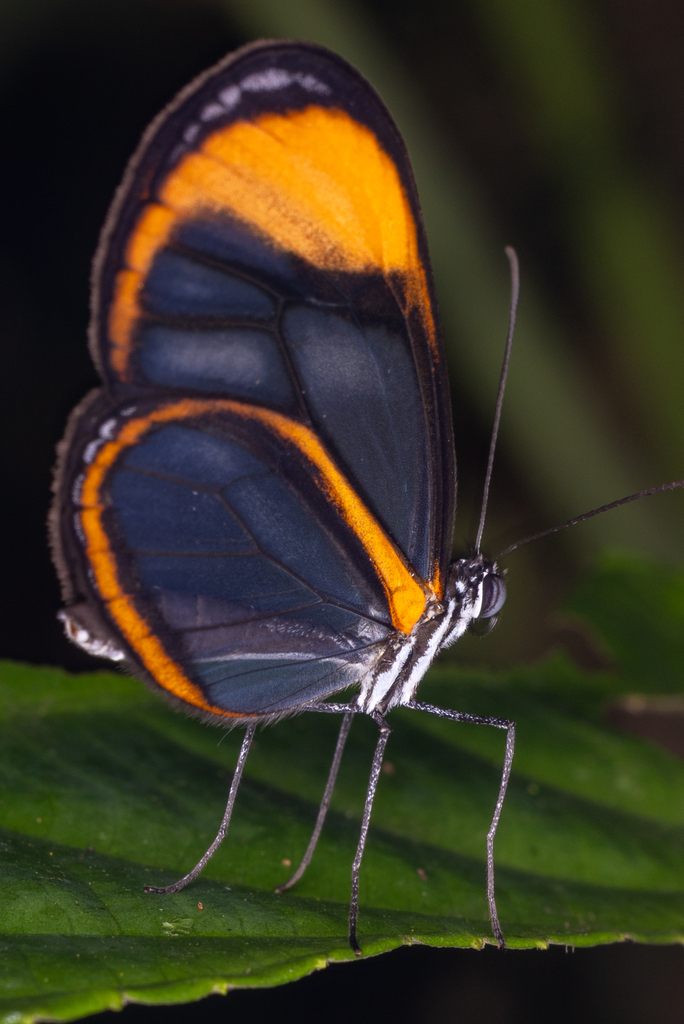 Brevioleria arzalia