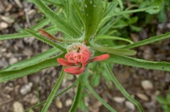 Castilleja affinis affinis