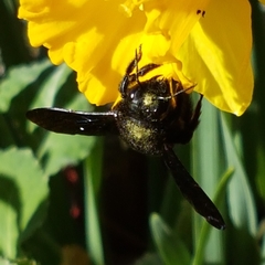 Xylocopa