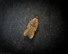 Atheropla nigricincta