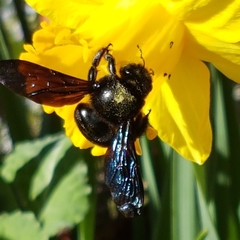 Xylocopa