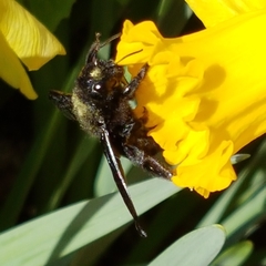 Xylocopa