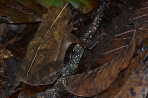 Rhinella cristinae