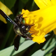 Xylocopa