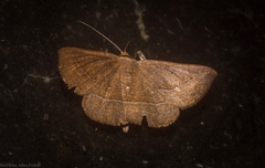 Nadagara xylotrema
