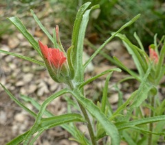 Castilleja affinis affinis