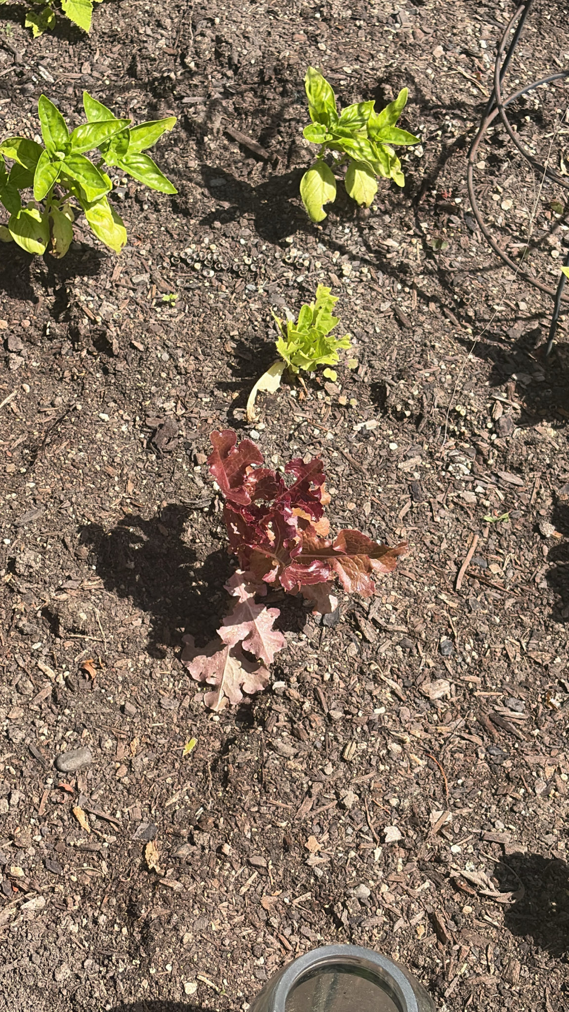 Young lettuce plant in a soilless system