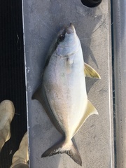 Seriola