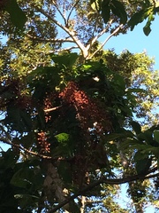 Sterculia stipulata