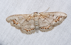 Dithalama cosmospila