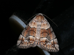 Dysbatus stenodesma