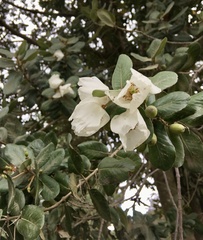 Eucryphia cordifolia