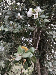 Eucryphia cordifolia