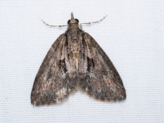 Microdes melanocausta