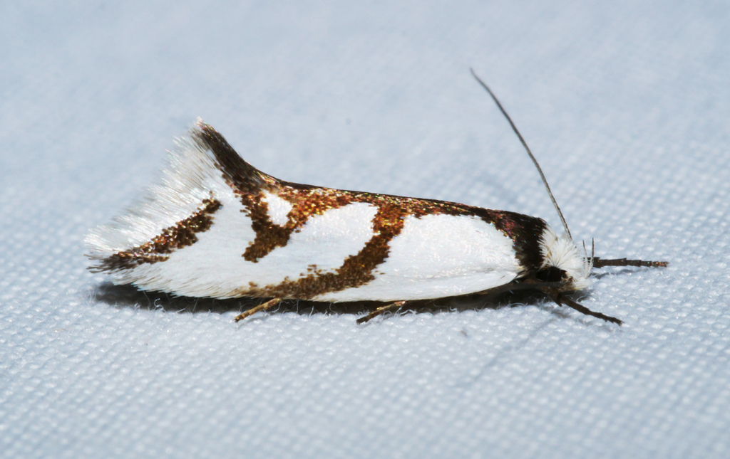 Ocystola paulinella