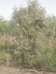 Tamarix senegalensis image