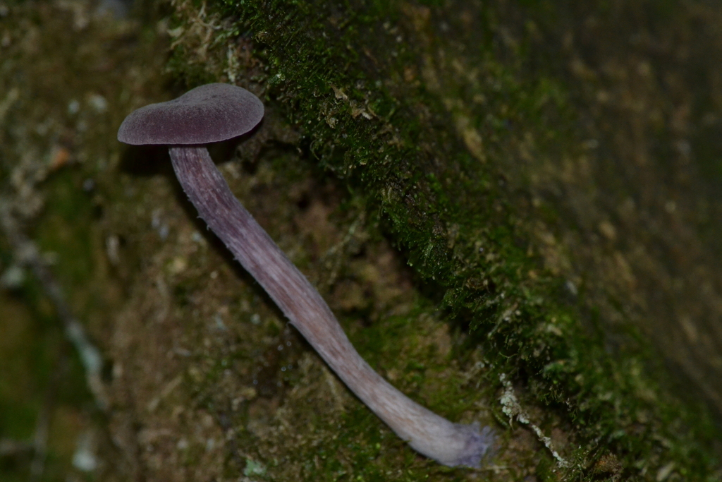 Laccaria amethystina · February 2026 · photo: © estebanmh (iNaturalist, cc0)