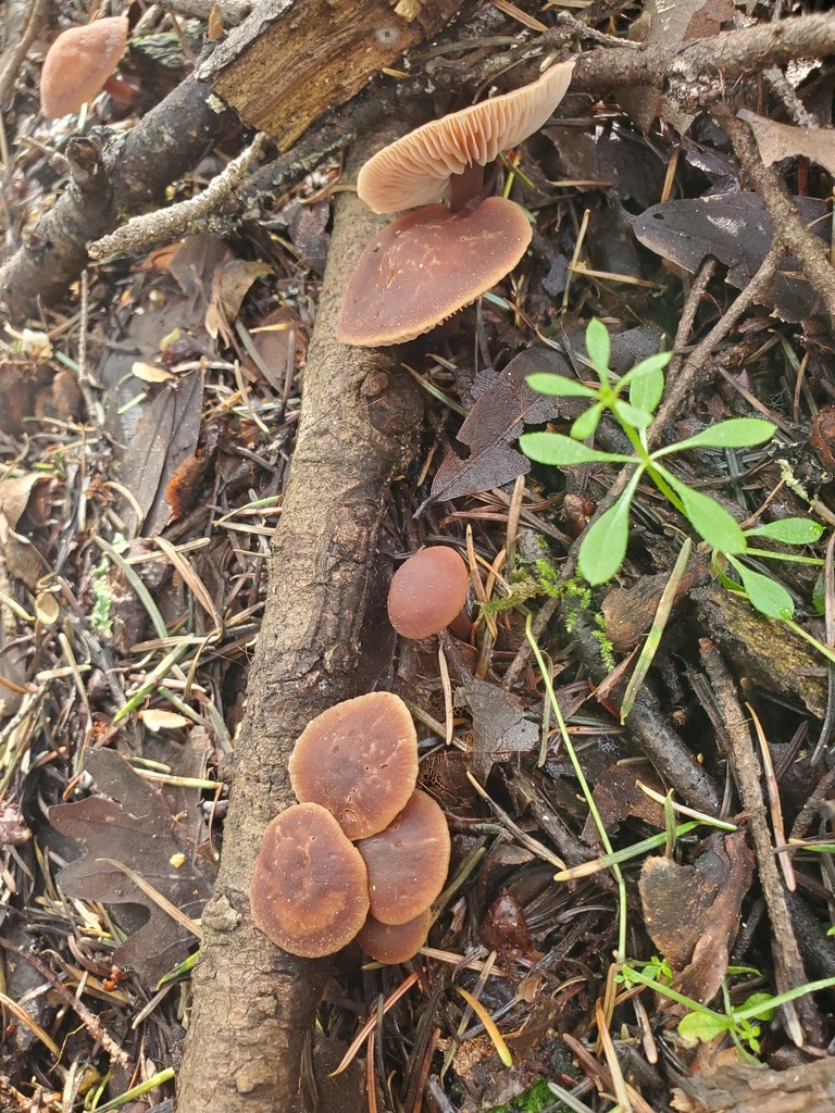 Gymnopus brassicolens · February 2026 · photo: © arlenedevitt (iNaturalist, cc-by)