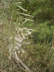 Tamarix senegalensis image