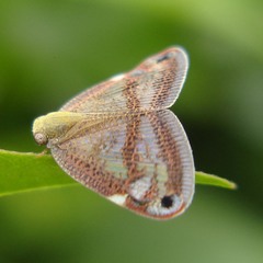 Parapiromis translucida