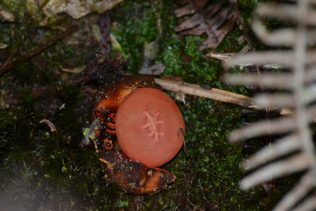 Calostoma cinnabarinum · February 2026 · photo: © estebanmh (iNaturalist, cc0)