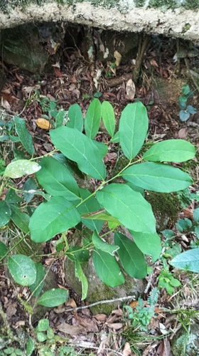 Citronella paniculata (Citronella paniculata)