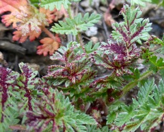 Synchytrium papillatum