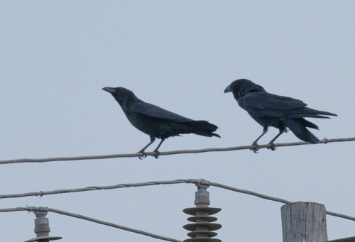 Somali Crow (Corvus edithae), photo 4
