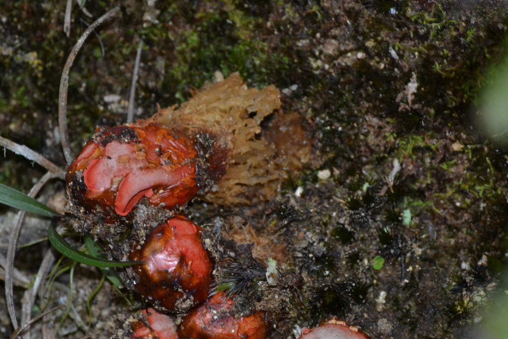 Calostoma cinnabarinum · February 2026 · photo: © estebanmh (iNaturalist, cc0)