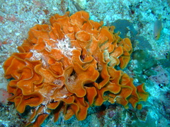 Pentapora