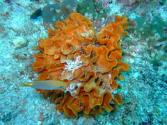 Pentapora