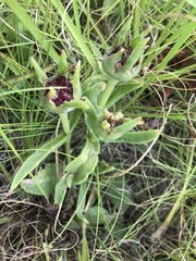 Delosperma sutherlandii