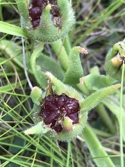 Delosperma sutherlandii