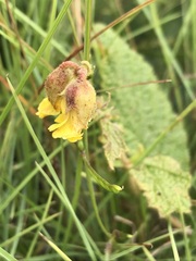 Hermannia transvaalensis