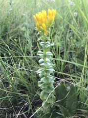 Sebaea sedoides