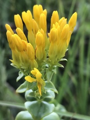 Sebaea sedoides