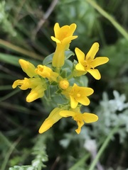 Sebaea sedoides