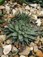 Aristaloe aristata