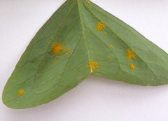 Puccinia oxalidis image