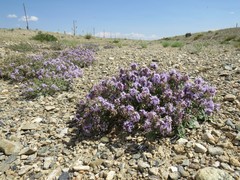 Ziziphora clinopodioides