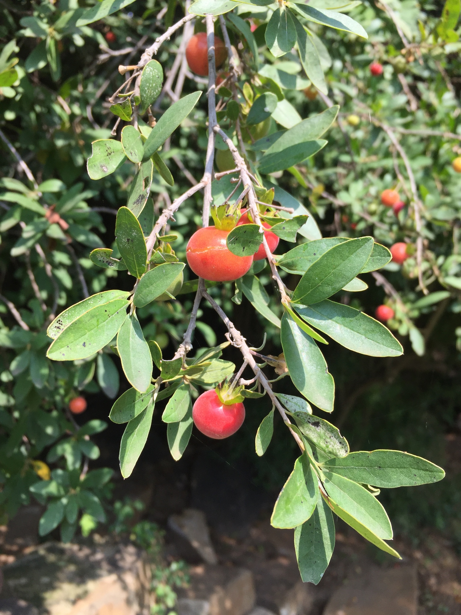 Diospyros lycioides
