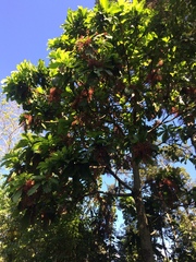 Sterculia stipulata