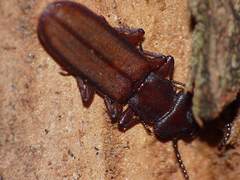 Platisus angusticollis