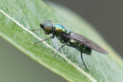 Sargus viridis