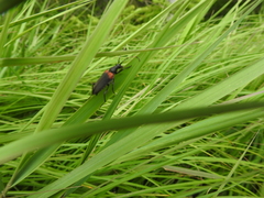 Stictoleptura canadensis