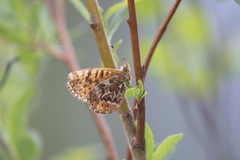 Boloria freija